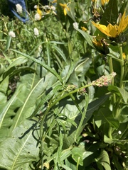 Sidalcea oregana calva