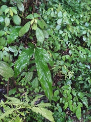 Alpinia japonica
