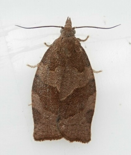 Dark Fruit-tree Tortrix