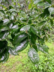 Alniphyllum fortunei