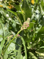 Sidalcea oregana calva