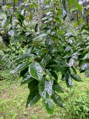 Alniphyllum fortunei
