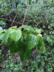 Mussaenda shikokiana