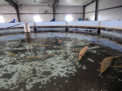 Scaphirhynchus albus