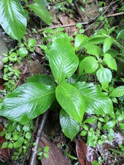 Persicaria filiformis