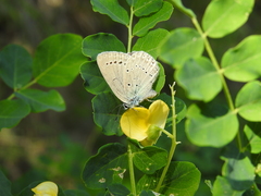 Iolana iolas