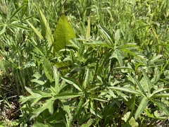 Sidalcea oregana calva