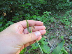Cleistesiopsis bifaria