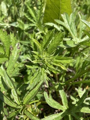 Sidalcea oregana calva