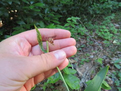 Cleistesiopsis bifaria