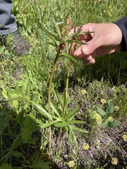 Sidalcea oregana calva