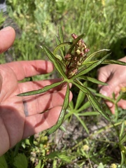 Sidalcea oregana calva