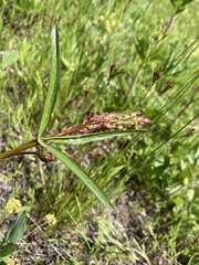 Sidalcea oregana calva