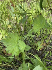 Sidalcea oregana calva