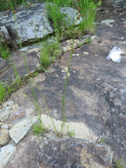 Rhynchospora recognita