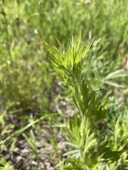 Delphinium viridescens