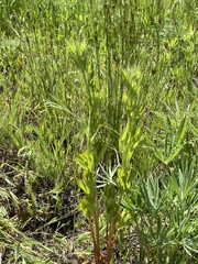 Delphinium viridescens