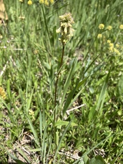 Penstemon confertus