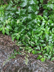 Artemisia anomala