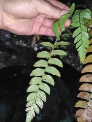 Polystichum balansae