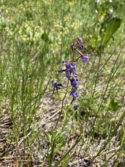 Delphinium lineapetalum