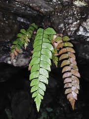 Polystichum balansae