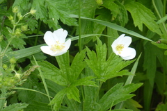 Anemonastrum canadense