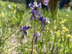 Delphinium lineapetalum