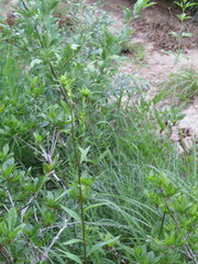 Silphium asteriscus asteriscus