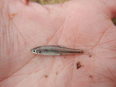 Notropis volucellus
