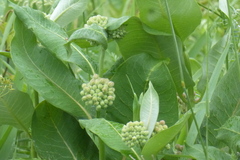 Asclepias syriaca