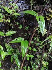 Tripterospermum nienkui