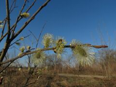 Salix caprea
