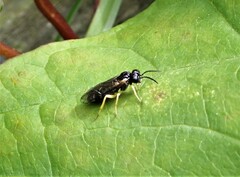 Aneugmenus coronatus