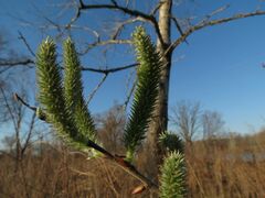 Salix gracilistyla