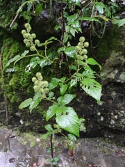 Rubus innominatus