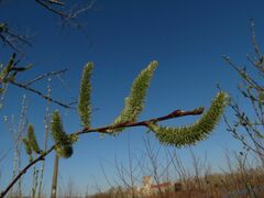 Salix gracilistyla