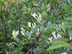 Rhododendron arborescens