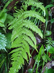 Macrothelypteris oligophlebia