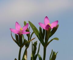 Centaurium littorale uliginosum