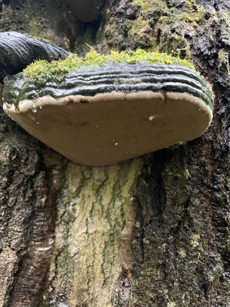 Phellinus populicola