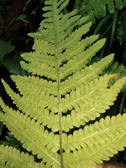 Macrothelypteris oligophlebia