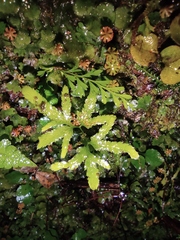 Lygodium japonicum