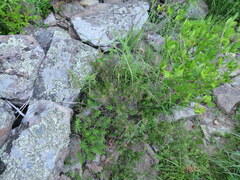 Conradina verticillata