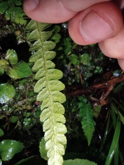 Leptogramma tottoides