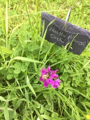Dactylorhiza purpurella