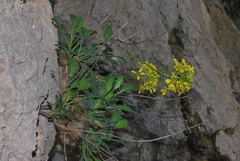 Brassica balearica