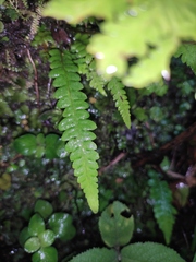 Leptogramma tottoides