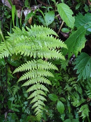 Macrothelypteris oligophlebia
