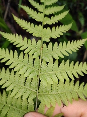 Macrothelypteris oligophlebia